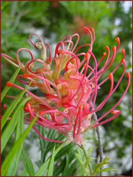 Royal Botanic Garden
