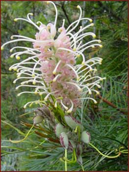 Royal Botanic Garden