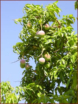 plantations de mangues