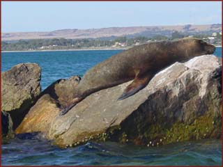 lions de mer à Geraldton