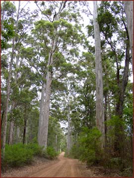 Fôret de Karri et Jarrah