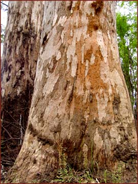 Fôret de Karri et Jarrah