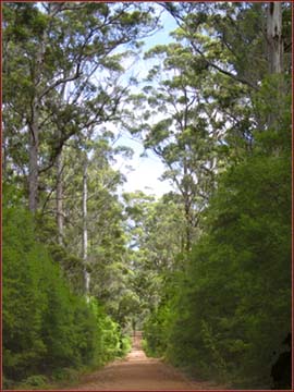 Fôret de Karri et Jarrah