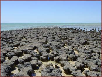 stromatolites