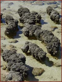 stromatolites