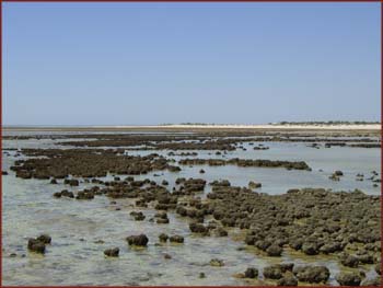 stromatolites