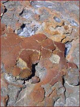 stromatolites morts