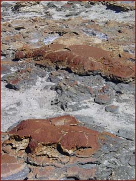 stromatolites morts