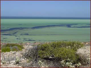 Shark Bay