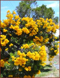 fleurs