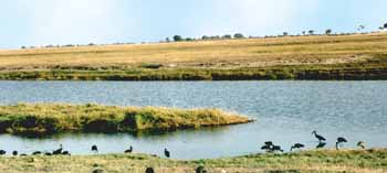 Chobé river