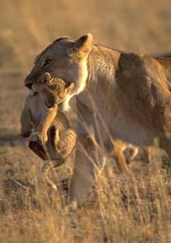 Lionne & ses petits