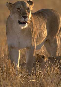 Lionne (Panthera leo)