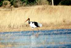 Jabiru