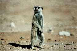 Suricate (Suricata suricata)