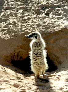 Suricate (Suricata suricata)