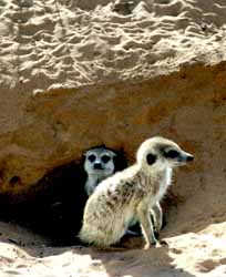 Suricates (Suricata suricata)