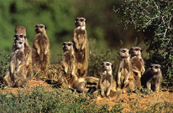 Suricates (Suricata suricata)