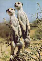 Suricates (Suricata suricata)