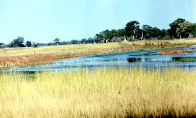 Delta de l'Okavango