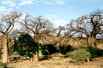 Village au Botswana au milieu de Baobabs