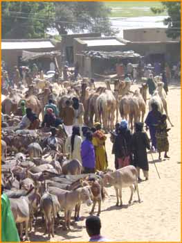 Marché aux bestiaux