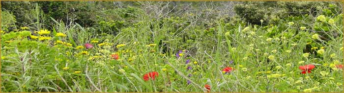 Tapis de fleurs en Corse