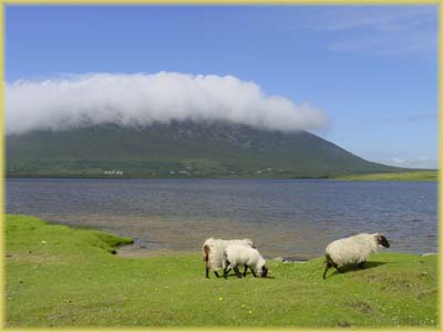 Moutons d'Irlande