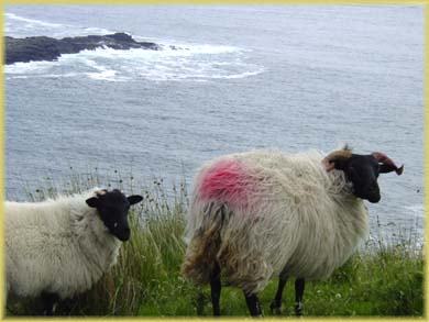 Moutons d'Irlande