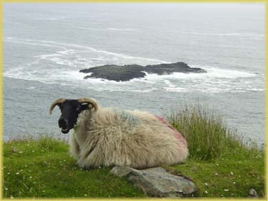 Moutons d'Irlande