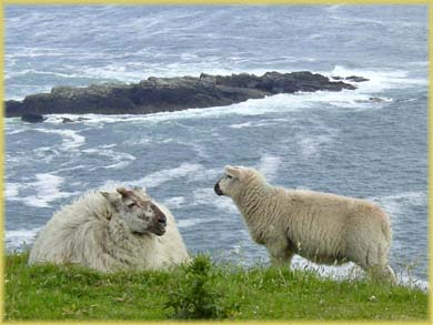 Moutons d'Irlande