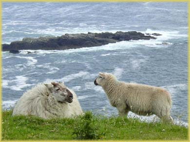 Moutons d'Irlande