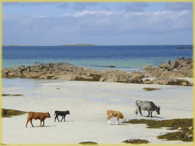 Connemara - Irlande