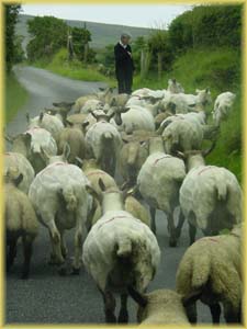 Moutons d'Irlande