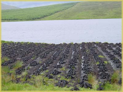 Tourbières d'Irlande