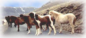 poneys islandais