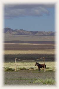 Chevaux - Mongolie