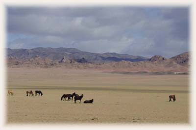 Désert du Gobi - Mongolie