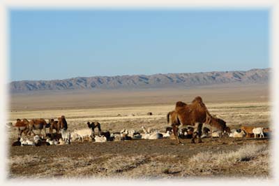 Désert du Gobi - Mongolie