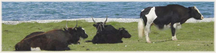 lac Khövsgöl - Mongolie