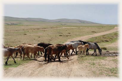 Chevaux - Mongolie