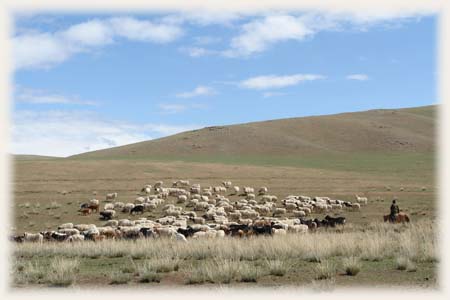 Moutons - Mongolie