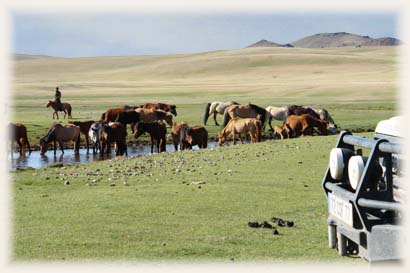 Chevaux - Mongolie