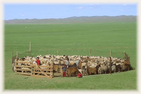Moutons et Chèvres - Mongolie