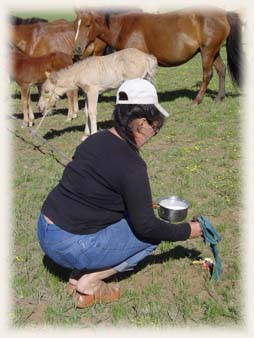 Baptême des poulains