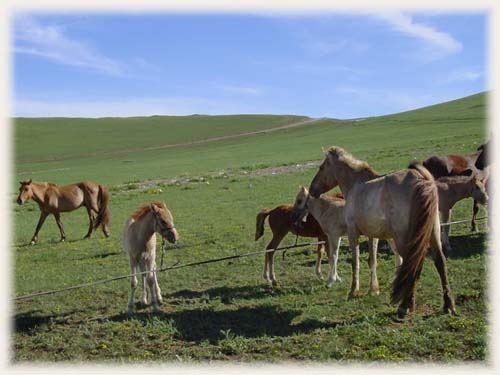 Laitages - Mongolie