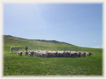 Troupeaux - Mongolie