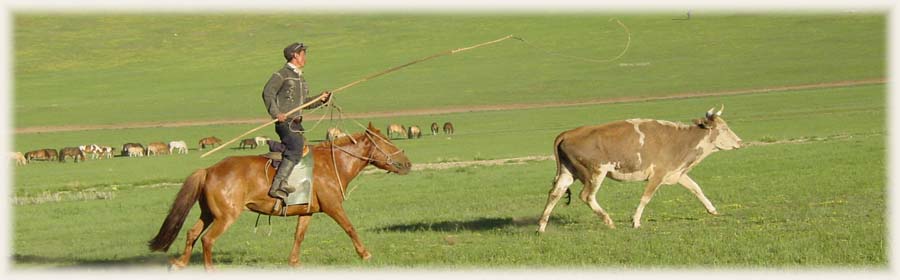 Chevaux - Mongolie