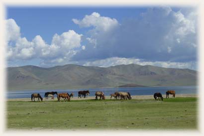 Chevaux - Mongolie