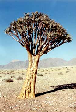 Arbre-carquois (Aloe dichotoma)